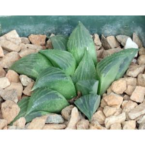 Haworthia mirabilis var. mirabilis (Mierkraal) 4-inch pots