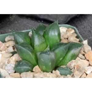 Haworthia mirabilis (mundula, clone 2) 4-inch pots