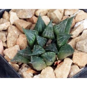Haworthia mirabilis var. paradoxa (GM 305) 3-inch pots
