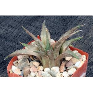 Haworthia mirabilis var. triebnieriana (JDV 96/47) 3-inch pots