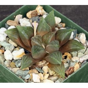 Haworthia mirabilis (mundula, clone 2) 4-inch pots