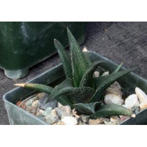Haworthia nigra var. nigra (Fish River) 3-inch pots