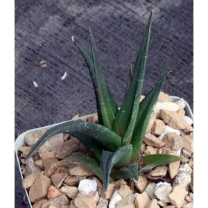 Haworthia nigra var. nigra (Fish River) 4-inch pots