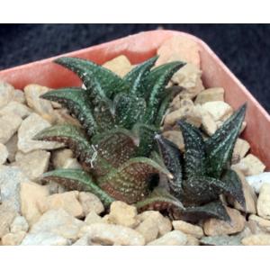 Haworthia nigra var. nigra (Queenstown) 4-inch pots