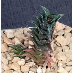 Haworthia nigra var. nigra (black clone) 4-inch pots