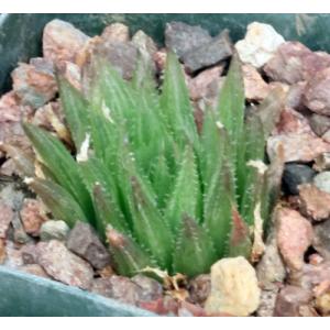 Haworthia outeniquensis (GM 312) 4-inch pots