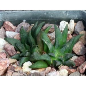 Haworthia parksiana (Dumbie Dykes) 3-inch pots