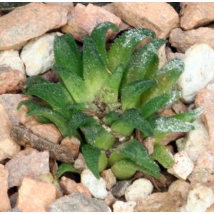 Haworthia parksiana (Dumbie Dykes) 3-inch pots