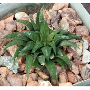 Haworthia parksiana (Dumbie Dykes) 4-inch pots