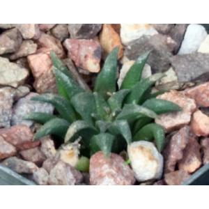 Haworthia parksiana (GM 284) 3-inch pots
