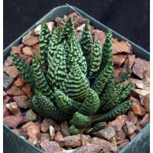 Haworthia pumila 4-inch pots