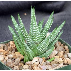 Haworthia pumila 5-inch pots