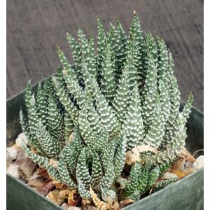 Haworthia pumila 5-inch pots
