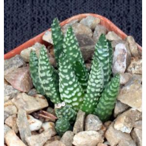 Haworthia pumila cv Little Donut 3-inch pots