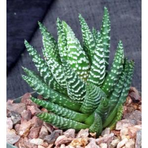Haworthia pumila cv Little Donut 5-inch pots