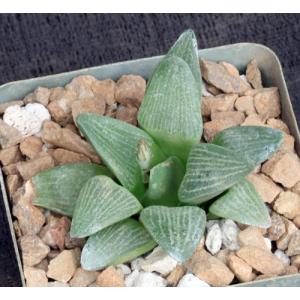 Haworthia pygmaea var. argenteo-maculosa (GM 448) 4-inch pots