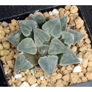 Haworthia pygmaea var. pygmaea (crystalline form) 3-inch pots