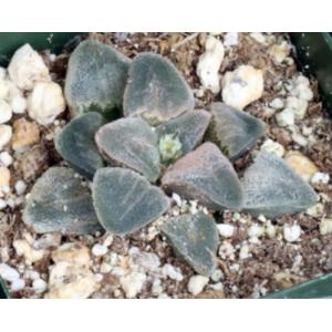 Haworthia pygmaea cv Pink Beauty 4-inch pots