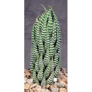 Haworthia reinwardtii var. reinwardtii 5-inch pots