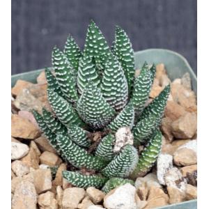 Haworthia reinwardtii var. brevicula 4-inch pots