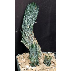 Haworthia reinwardtii fm kaffirdriftensis (GM 341C) 5-inch pots