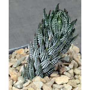 Haworthia reinwardtii fm kaffirdriftensis (GM 341C) 5-inch pots