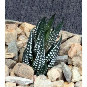 Haworthia reinwardtii fm kaffirdriftensis (GM 341C) 4-inch pots