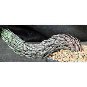 Haworthia reinwardtii fm zebrina (GM 294) one-gallon pots