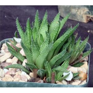 Haworthia reticulata (ambigua) 4-inch pots