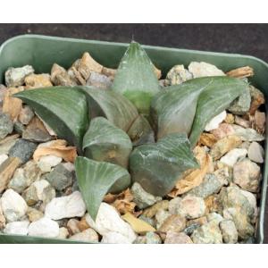 Haworthia retusa cv Akers Black 4-inch pots