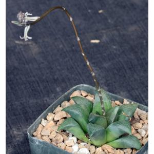 Haworthia retusa cv Akers Black 5-inch pots