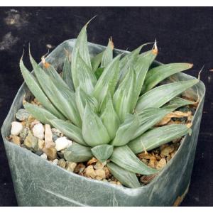 Haworthia retusa cv Gray Ghost 5-inch pots