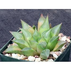 Haworthia retusa (Heidelberg) 4-inch pots