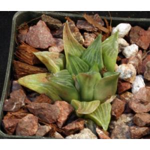 Haworthia retusa (geraldii) 3-inch pots