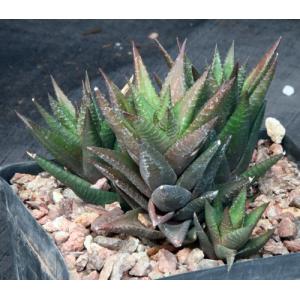 Haworthia ryderiana one-gallon pots