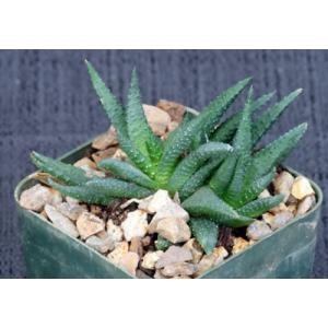 Haworthia scabra var. scabra (JDV 95/17) 3-inch pots