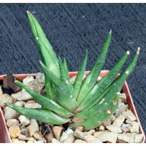 Haworthia scabra var. morrisiae x woolleyi 3-inch pots