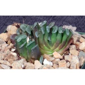 Haworthia truncata var. truncata 4-inch pots