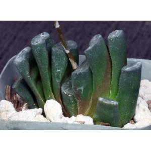 Haworthia truncata var. truncata Japan 2-inch pots