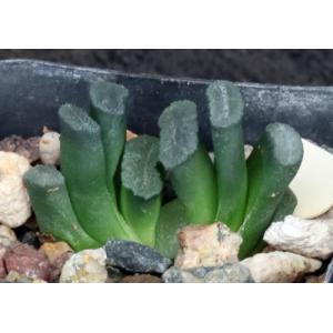 Haworthia truncata var. truncata fm crassa (GM 288) 2-inch pots