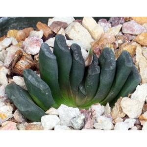 Haworthia truncata var. truncata fm crassa 5-inch pots