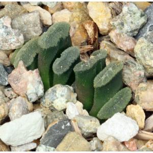 Haworthia truncata var. truncata fm crassa (GM 288) 4-inch pots