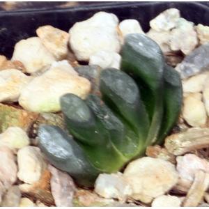 Haworthia truncata var. truncata Japan 2-inch pots