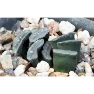 Haworthia truncata var. maughanii (GM 287) 4-inch pots