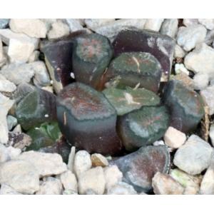 Haworthia truncata var. maughanii (variegate) 4-inch pots