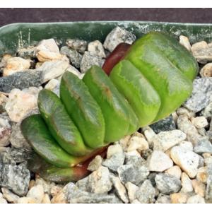 Haworthia truncata cv Lime Green 4-inch pots