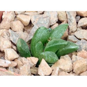 Haworthia turgida var. suberecta (Goritz) 3-inch pots