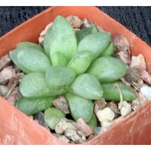 Haworthia turgida var. suberecta (VDV 172) 3-inch pots