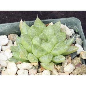 Haworthia turgida var. pallidifolia 3-inch pots