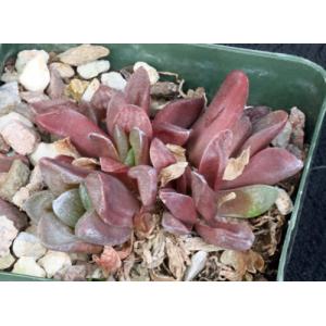 Haworthia turgida var. suberecta (Goritz) 4-inch pots